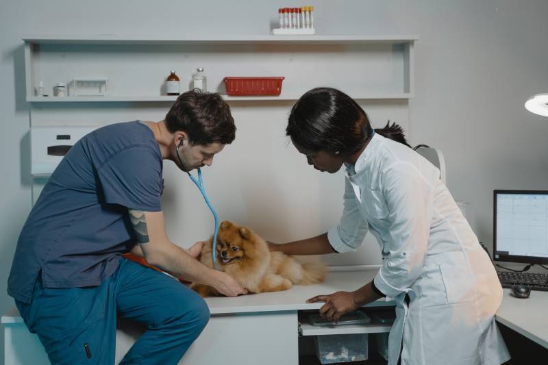 Assurance Multirisque professionnel Vétérinaire 